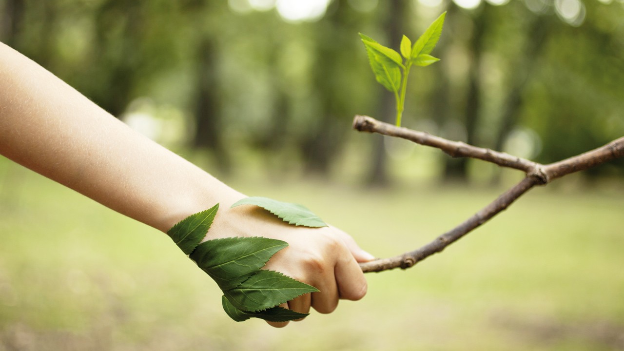 holding a tree