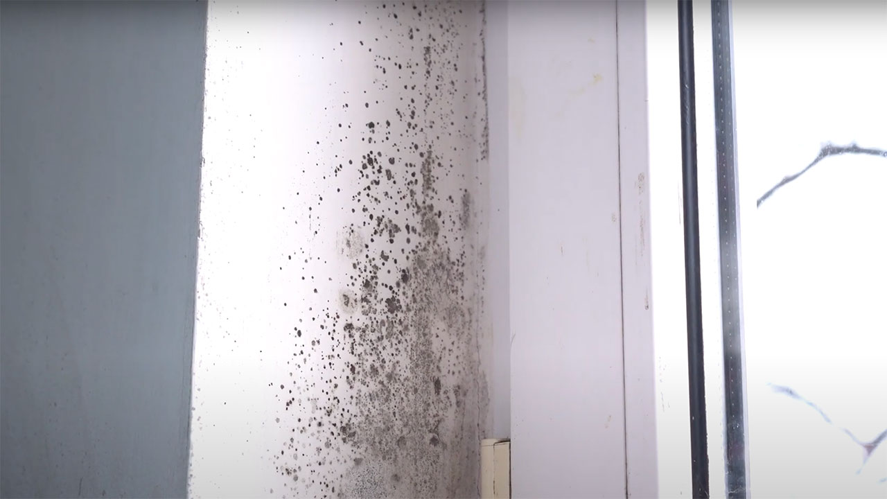 moldy wall