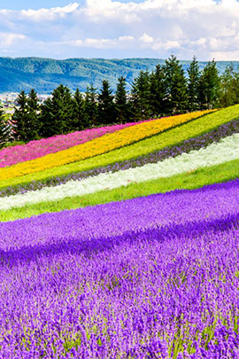 lavender fields in tomita farm furano