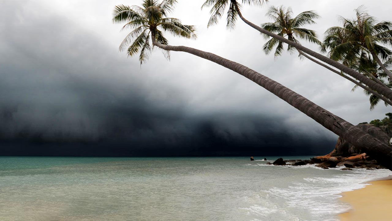 stormy shore behind palm trees