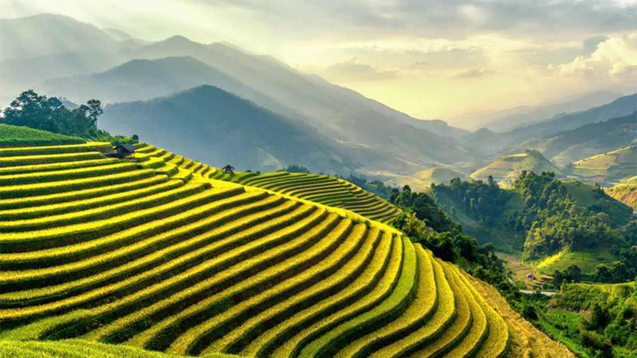 rice terraces