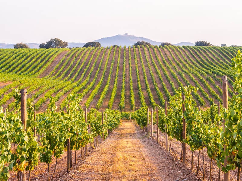 vignes dans un vignoble au coucher du soleil