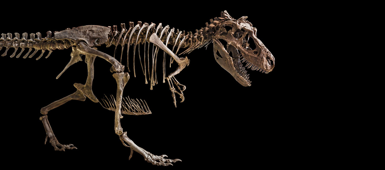 dinosaur skeleton