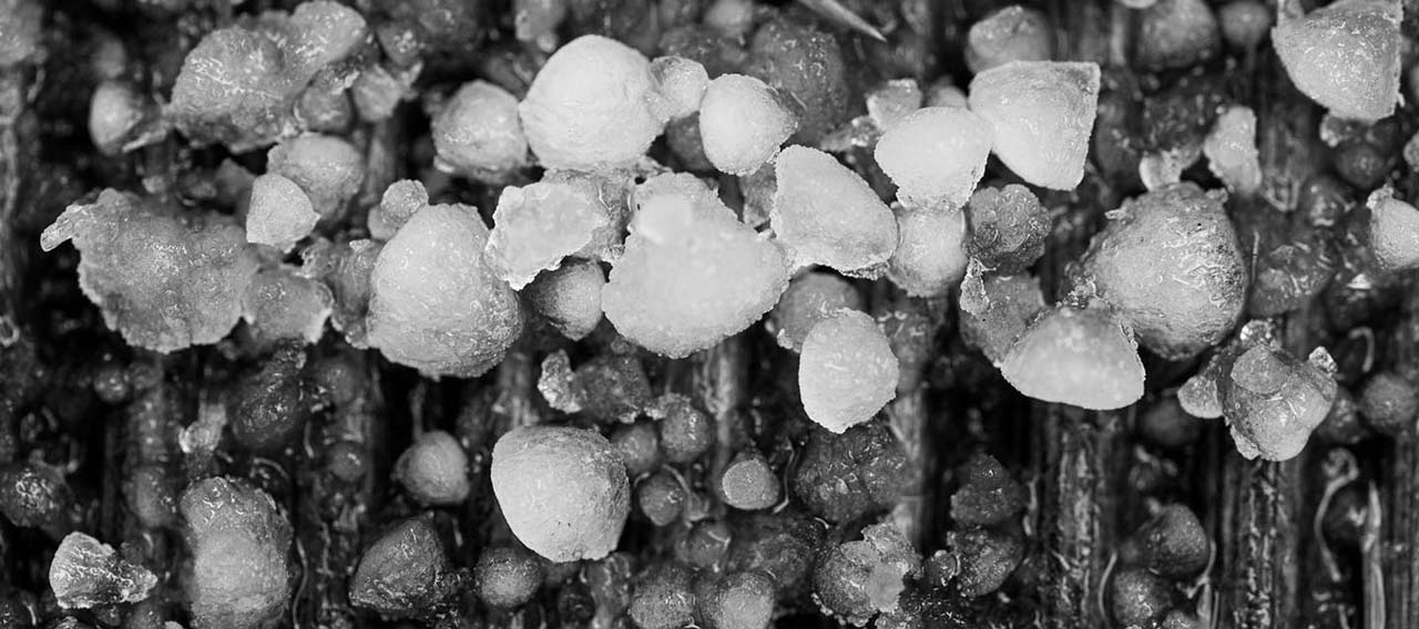 hailstorm