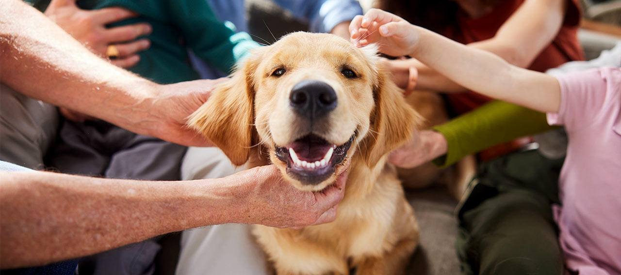 happy dog