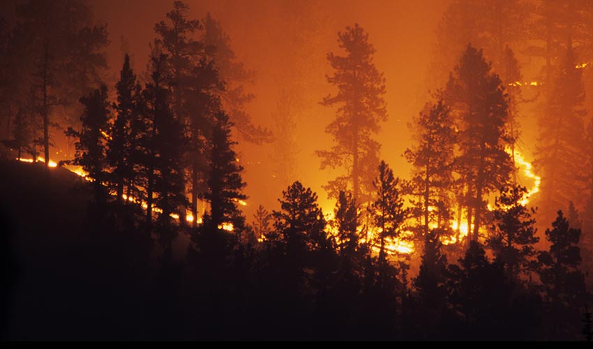 mountain forest wildfire 