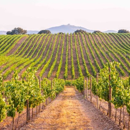 vines in a vineyard at sunset