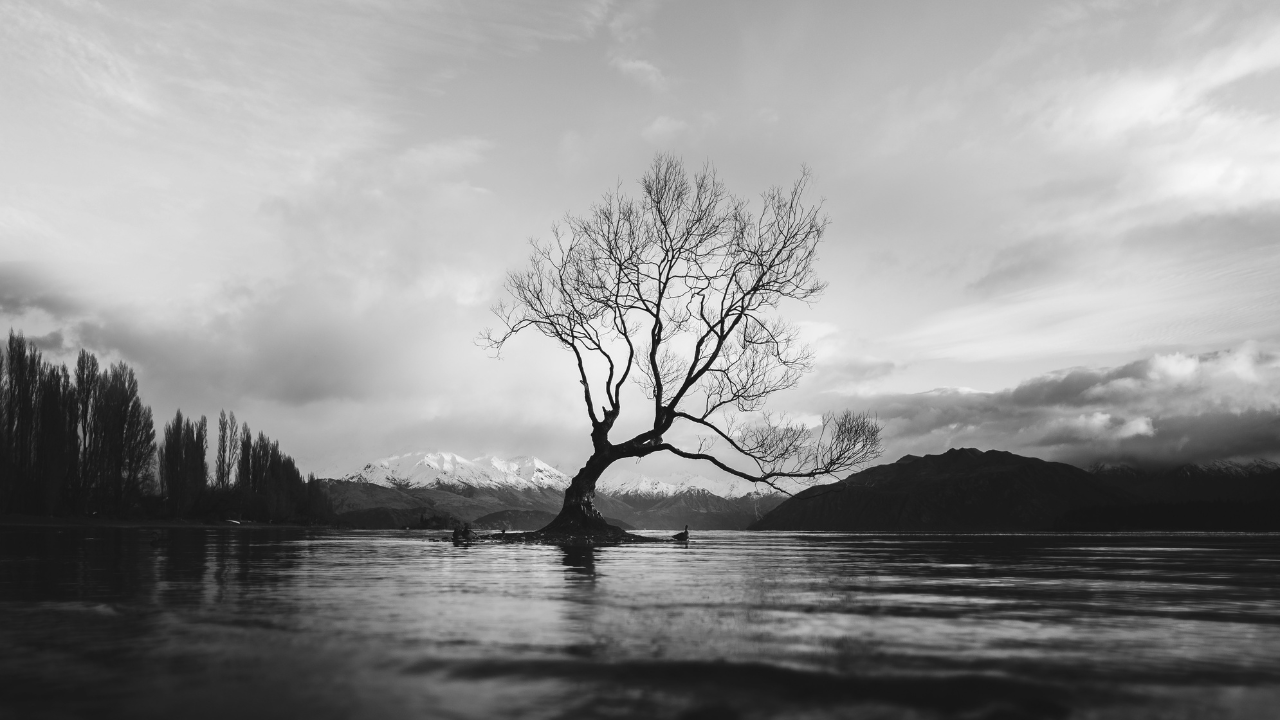 wanaka tree